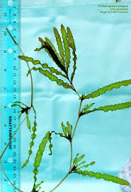 Image result for Potamogeton crispus