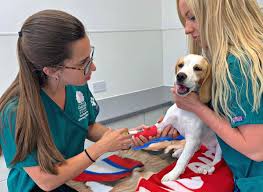 Soy veterinario, es mi decisión. Ana Veterinaria En Inglaterra Nunca Me He Sentido Rechazada Por Ser Extranjera Portalveterinaria