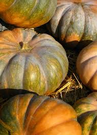 Image result for Cucurbita moschata