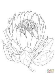 Image Result For How To Paint A Protea Step By Step Protea Art Flower Drawing Protea Flower