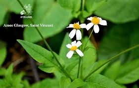 Image result for Bidens pilosa