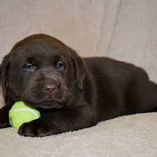 Lancaster puppies offers many black lab puppies, silver lab puppies and more. Silver Hillside Labradors Home Facebook