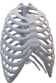 37 free images of rib. Rib Cage Ribs Human Body Parts Free Image On Pixabay