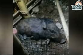 Sifu durian 3.798 views8 months ago. Seekor Babi Muncul Di Sawangan Depok Netizen Babi Nyari Thr Itu Mah