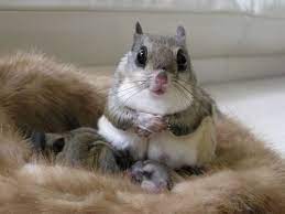 A Japanese Dwarf Flying Squirrel With Her Babies Cute Baby Animals Cute Animals Baby Animals