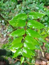 Image result for Secamone africana