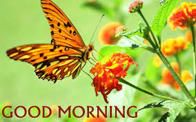 Good morning images with butterfly. 28 Good Morning With Butterfly Quotes