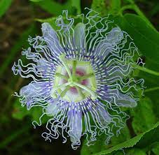 Passiflora Passion Flower Purple Passion Flower Flowers