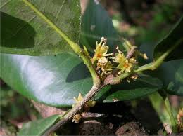 Image result for Pauridiantha paucinervis