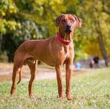 Why cats decide to urinate outside the litter box varies and may be complex. Rhodesian Ridgeback Puppies For Sale Adoptapet Com