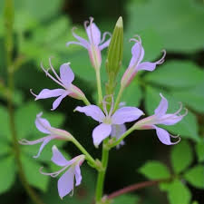 Image result for Cleome gynandra