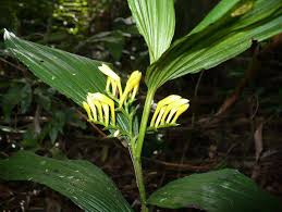 Image result for Corymborkis