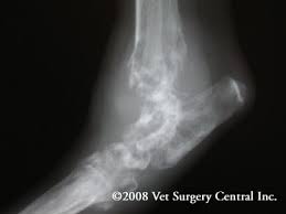 Like humans, cancer in cats manifests as tumors. Animal Surgical Center Of Michigan Veterinarian In Flint Mi