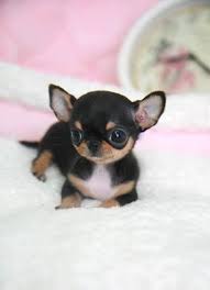 8 Chihuahua Dog Breeds That Will Melt Your Heart Teacup Chihuahua Puppies Chihuahua Dogs Cute Animals
