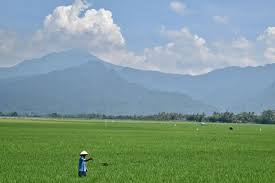 Setiap Tahun, Areal Persawahan Terus Berkurang