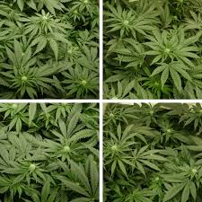 Weed plants need a lot more light during bloom than they do during veg. Cannabis Flowering Stage How To Guide Dutch Passion