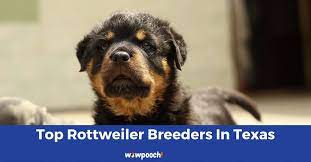 Upshur county, gladewater/easy mountain, tx id: Top 7 Best Rottweiler Breeders In Texas Tx State 2021 Wowpooch