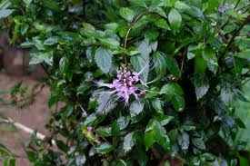 Image result for Orthosiphon thymiflorus