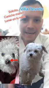 CABA y GBA, DIFUSIONES DE GATOS Y PERROS PERDIDOS, ENCONTRADOS, EN ADOPCIÓN 