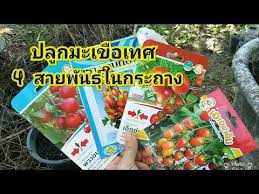 ปล กมะเข อเทศในกระถาง youtube ปล กผ ก