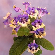 Image result for Streptocarpus milanjianus