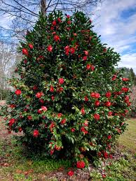 Great as a container or an accent plant. Green Nurseries Landscape Design å¸–å­ Facebook