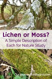 1562, ogier ghiselin de busbecq: Lichen Vs Moss A Simple Description To Help With Nature Study
