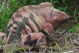 Image result for Rhynchosia torrei