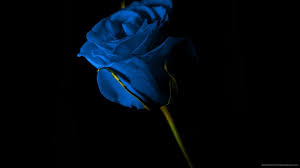 Enjoy and share your favorite beautiful hd wallpapers and background images. Black And Blue Rose Wallpapers Top Free Black And Blue Rose Backgrounds Wallpaperaccess