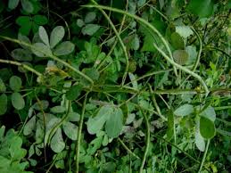 Image result for Senna obtusifolia