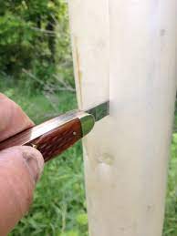 Looking for a good deal on tree tube? Tree Tube Use And Removal Instructables