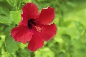 What Are The Health Benefits Of Hibiscus Tea Livestrong Com Hibiscus Tea Benefits Hibiscus Flower Tea Hibiscus Tea