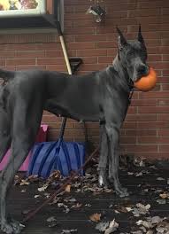 We are in home breeders of akc health tested great dane puppies and strive for excellent temperament and health. Anyone Wanna Play Round Ball Wif Me Great Dane Dogs Great Dane Rescue Great Dane