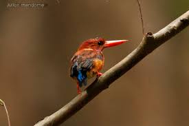 Ceyx fallax sangirensis (sangihe is. Birding Photography In North Sulawesi