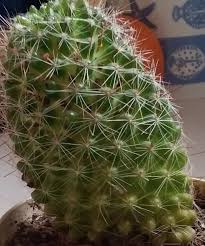 Ils ont aussi accumulé de grandes quantités d'eau dans leurs tissus. Cactus Pourri A La Base