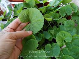 Gotu Kola Pegaga Centella Asiatica Gotu Kola Plants Edible Plants