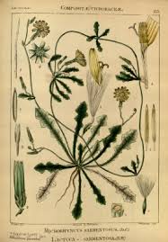 Image result for Launaea