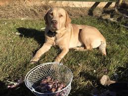 Honey Bear out helping me get my garlic planted, such a good helper ☺️