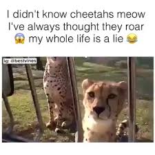 Yup Cheetahs Meow Video Funny Animal Memes Funny Animals Funny Animal Jokes