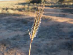 Image result for Dichanthium