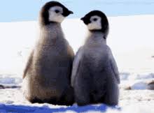 640 x 640 animatedgif 1146 кб. Cute Penguins Gifs Tenor
