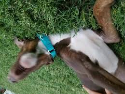 She Keeps Bitting And She Has A Large White On Her Neck And Chest And Paws Doberman Chat Forum