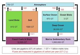 carbon fluxes bioninja