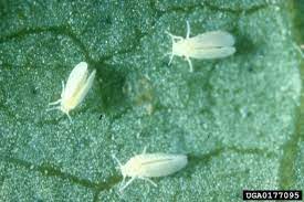 Bugs in flower pots provide an annoyance to the home gardener. Common Houseplant Insects Related Pests Home Garden Information Center