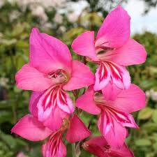Image result for Gladiolus mosambicensis