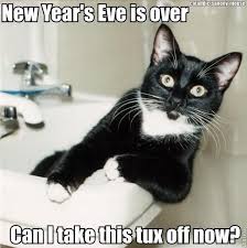 Funny Caption For New Year S Day Cats Funny Cats Funny Cat Pictures