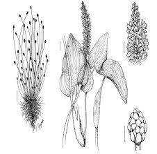 Image result for Eleocharis geniculata