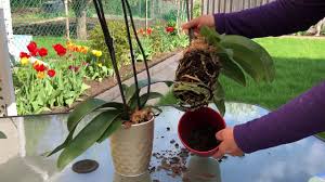 彬彬有院 花 新手养蝴蝶兰第一步 刚买来的蝴蝶兰需要换盆吗 macrame plant plant hanger macrame plant hanger