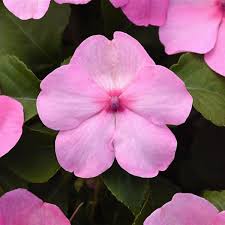 Image result for Impatiens kivuensis