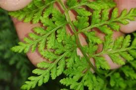 Image result for Cystopteris diaphana